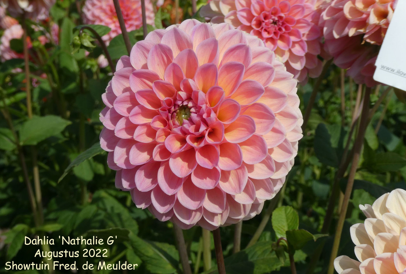 Photo: Dahlia ‘Natalie G’ | Dahlia (hybrid cultivars) album | Nora Goosen