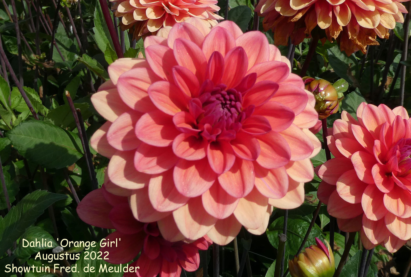 Abstract Pink Dahlia Flower Artwork - Franklin Arts