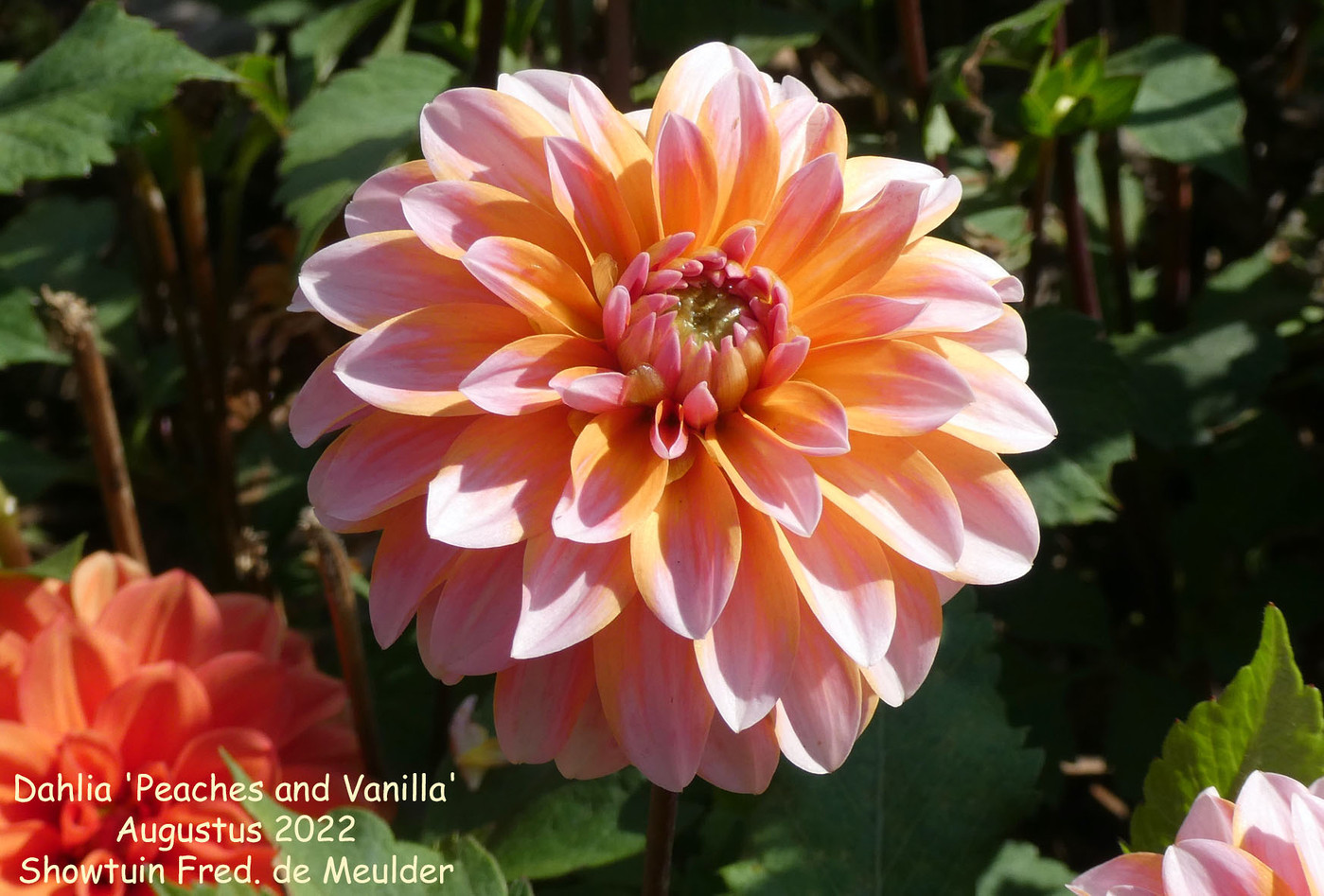 Photo Dahlia 'Peaches & Vanilla' Dahlia (hybrid cultivars) album