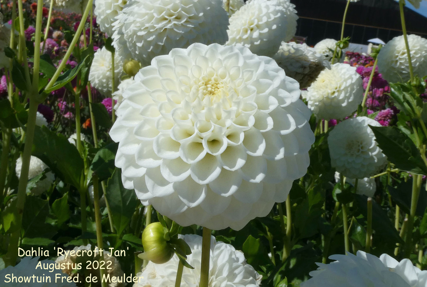 Photo Dahlia 'Ryecroft Jan' Dahlia (hybrid cultivars) album Nora