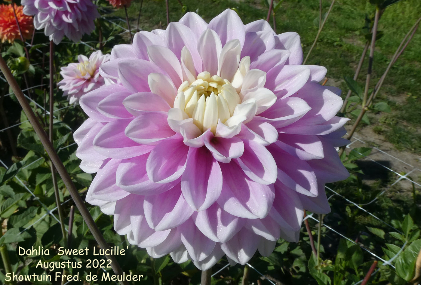 Abstract Pink Dahlia Flower Artwork - Franklin Arts
