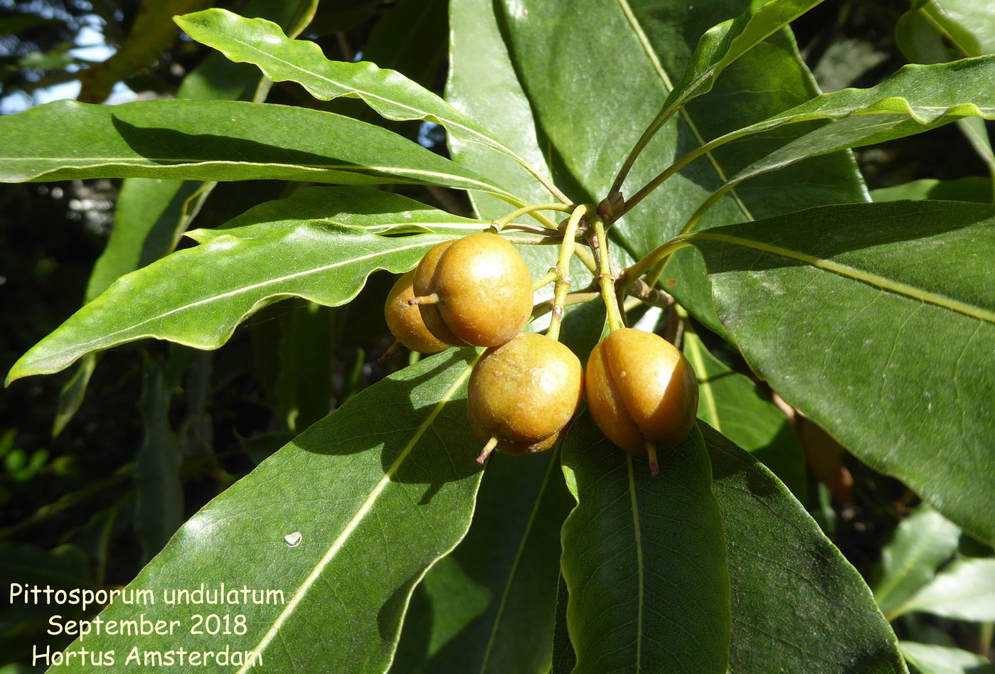 Photo: Pittosporum undulatum (fruit) | Pittosporum album | Nora Goosen ...