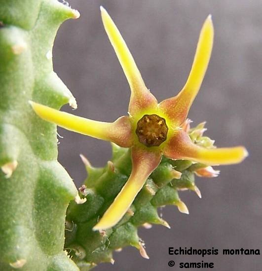 Echidnopsis montana