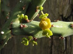 Euphorbia septentrionalis