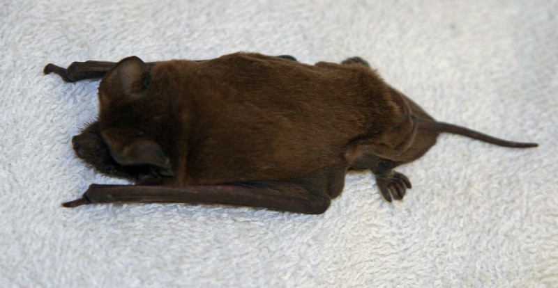 alpilean bat