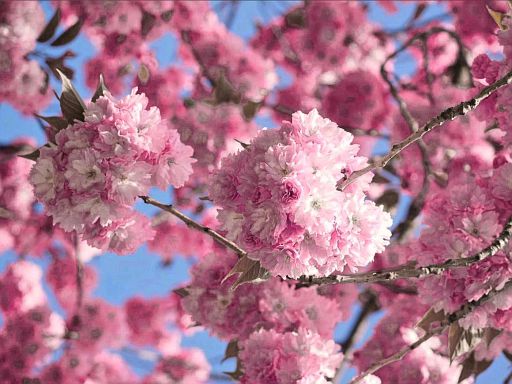 Kirschblüte