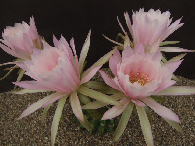 Photo: Echinopsis frankii | Cactus Echinopsis + Lobivia. album ...