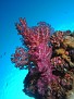 Nice Coral on Sankisan Maru