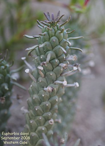 Euphorbia davyi