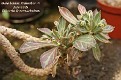 Euphorbia neostolonifera