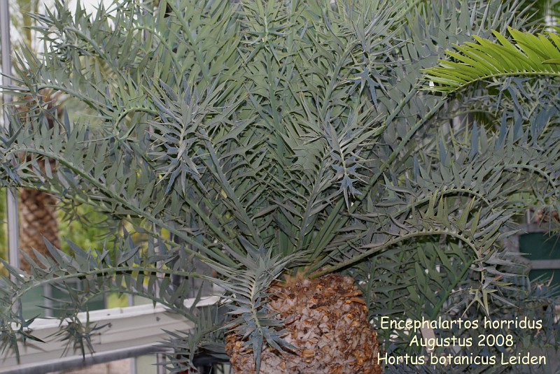 Encephalartos horridus