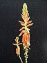 Aloe vacillans Yemen 