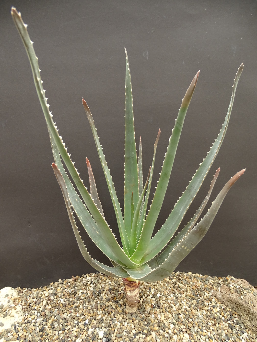 Aloe versicolor v. steffaniana