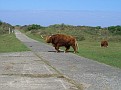 Bison crossing cycle track in Kennemerland