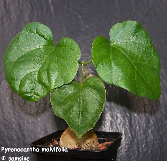 Pyrenacantha malvifolia