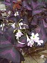 Oxalis regnellii v. atropurpereum