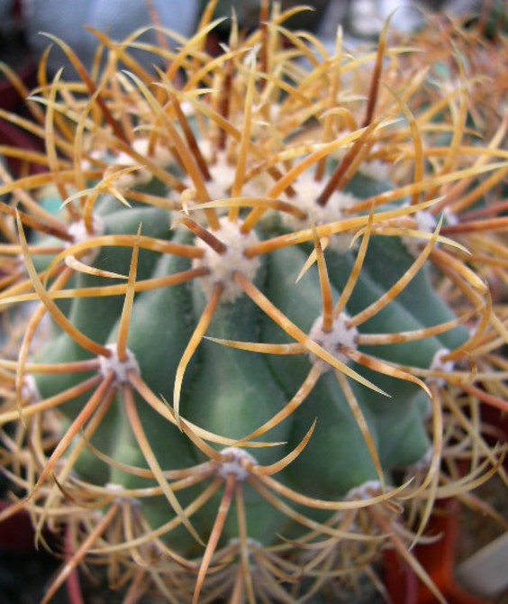 Ferocactus diguetii ssp. carmenensis
