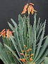 Aloe plicatilis = Kumara plicatilis now