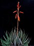 Aloe pictifolia X Aloe humilis